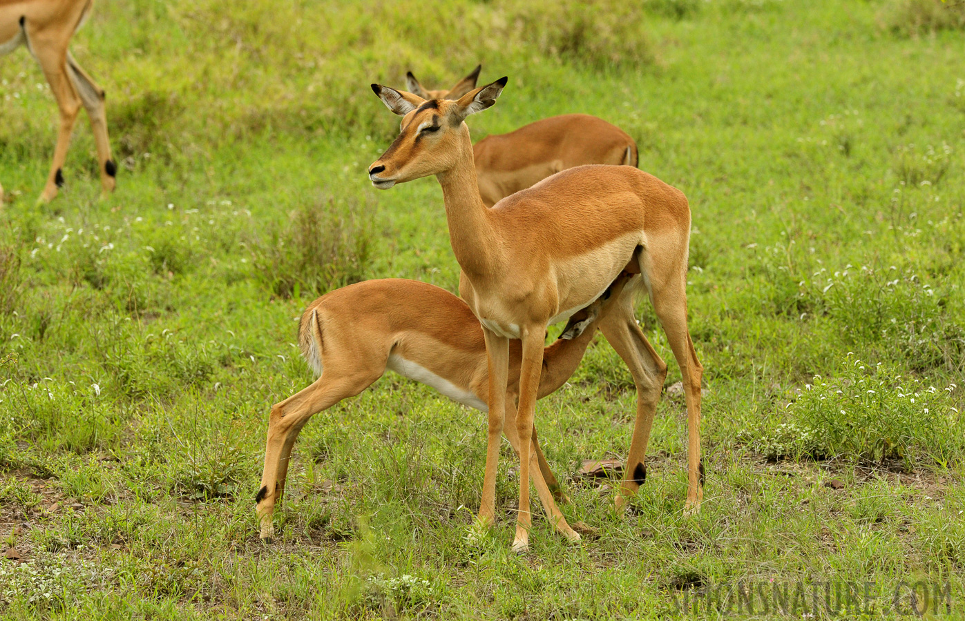 Aepyceros melampus [380 mm, 1/800 sec at f / 11, ISO 1600]